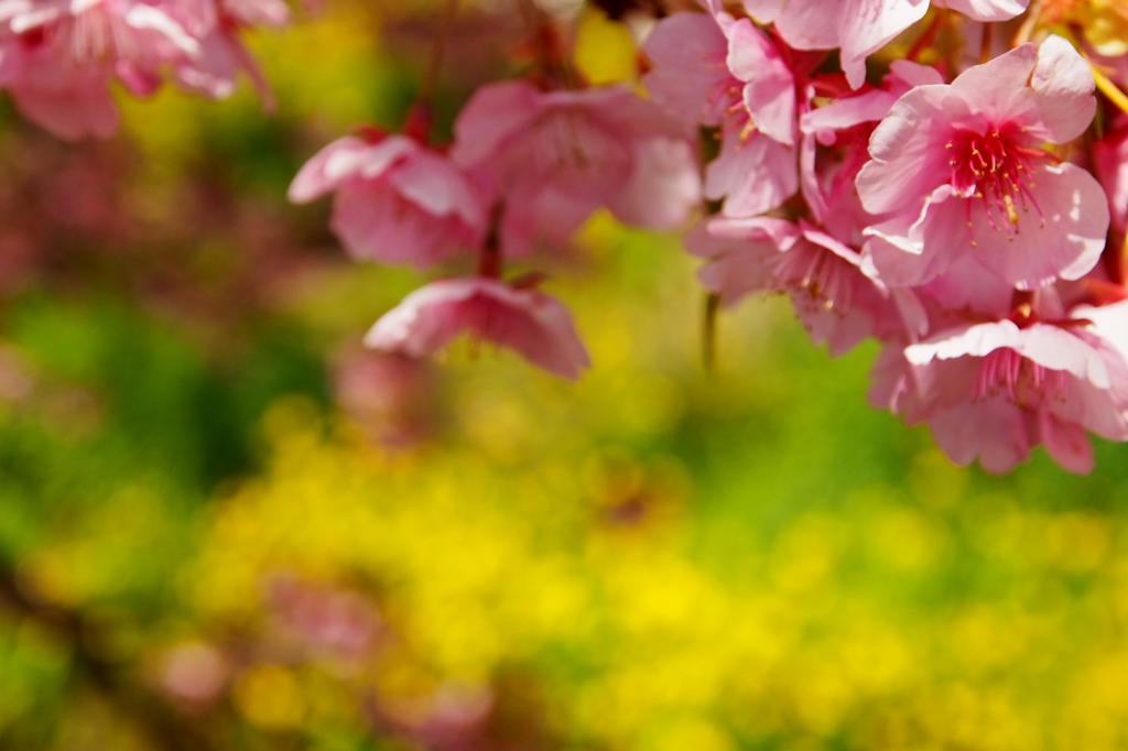 河津桜