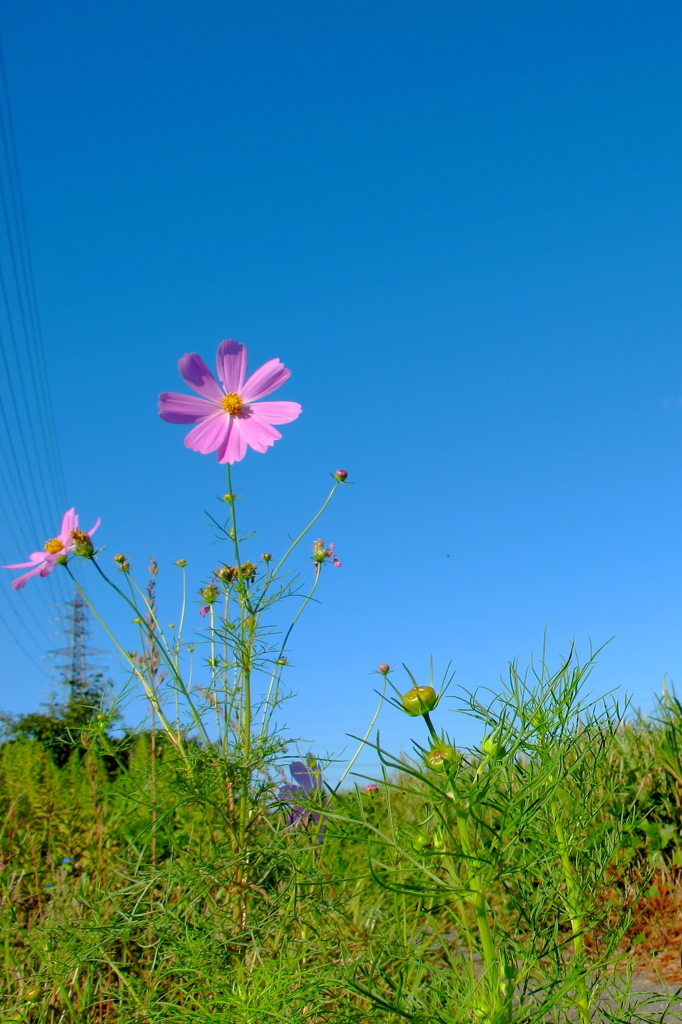 秋桜