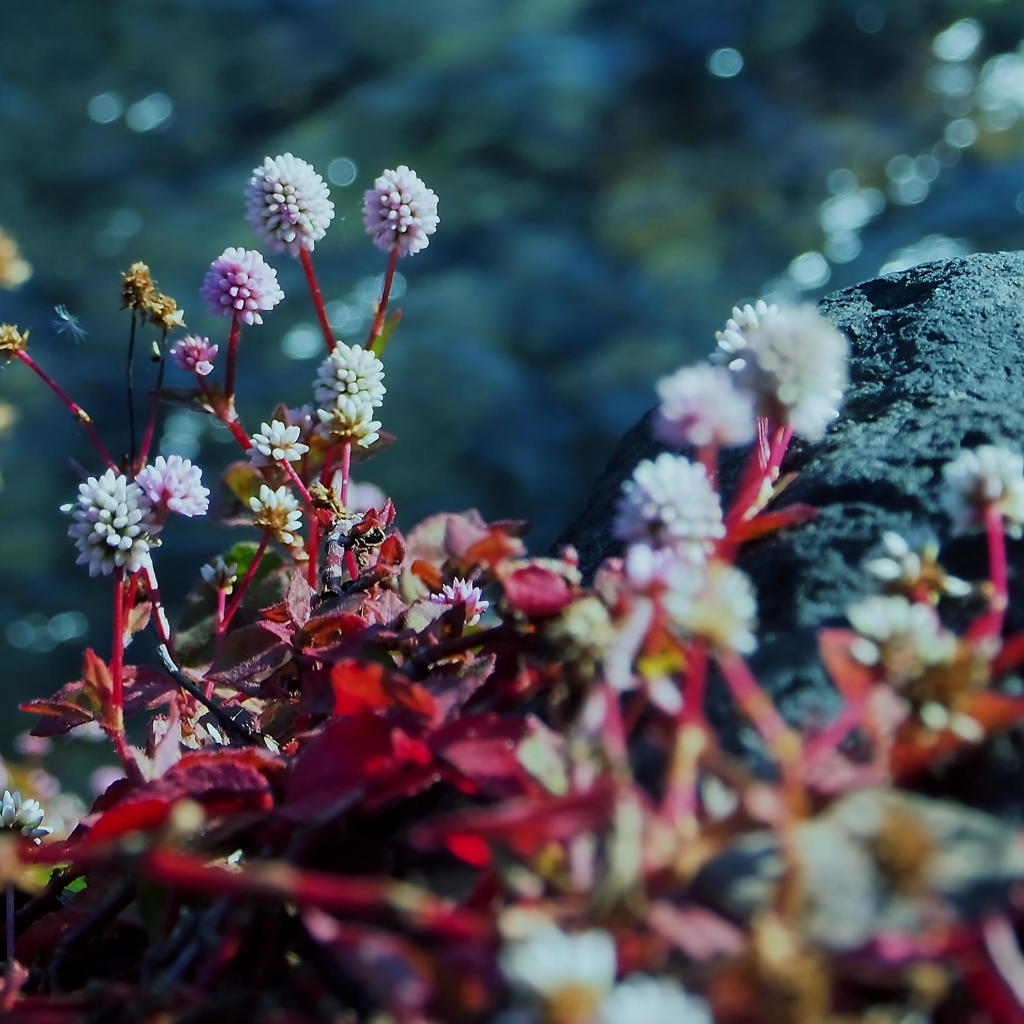 花