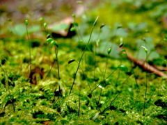 苔の芽