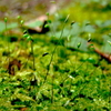 苔の芽