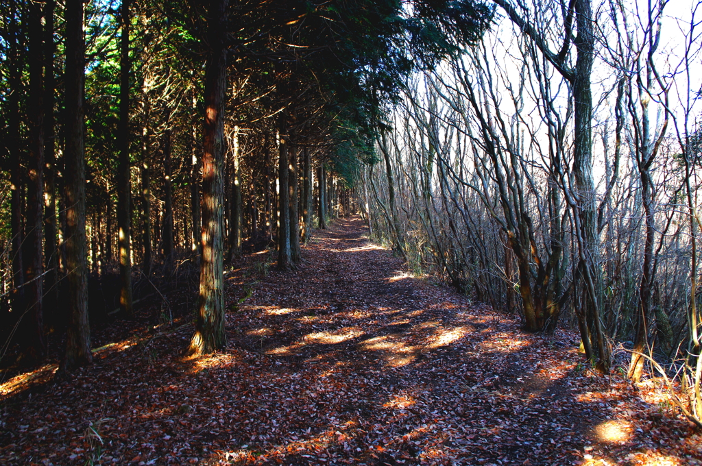 長者ヶ岳