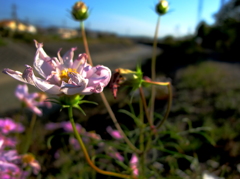 秋桜