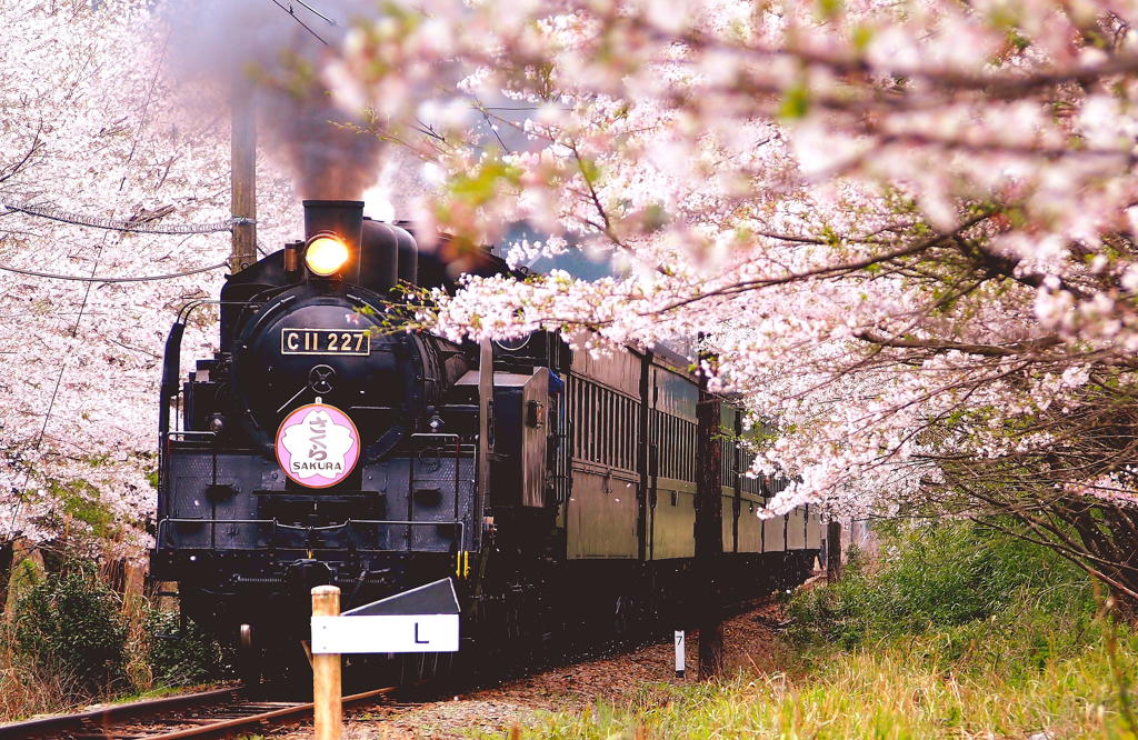 桜