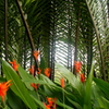 Viet Nam