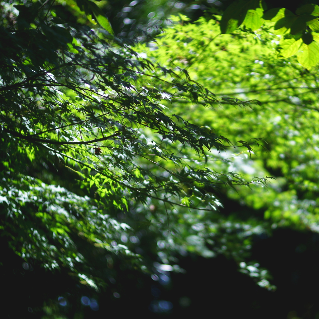 木陰