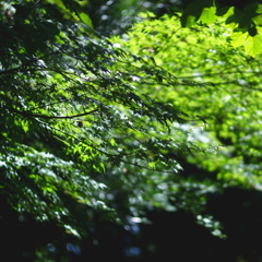 木陰