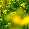 菜の花