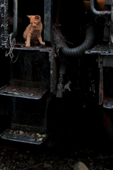 猫