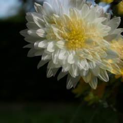 菊