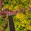河津桜