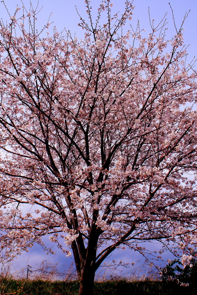 Sakura