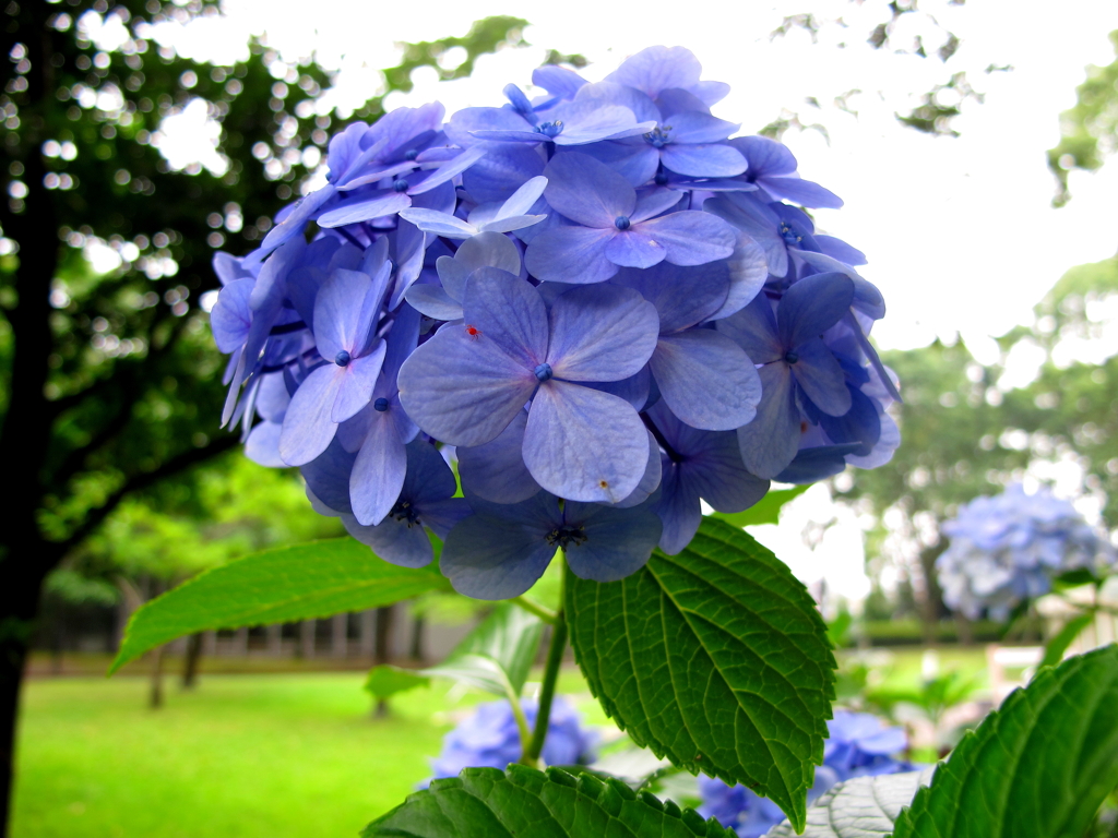 紫陽花と蜘蛛？