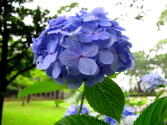 紫陽花と蜘蛛？