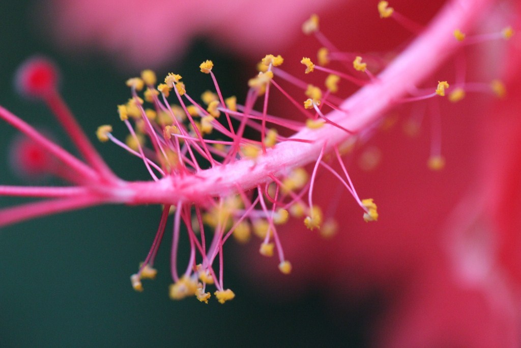 ハイビスカスのシベ-1