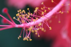 ハイビスカスのシベ-1