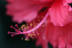 ハイビスカスのシベ-2