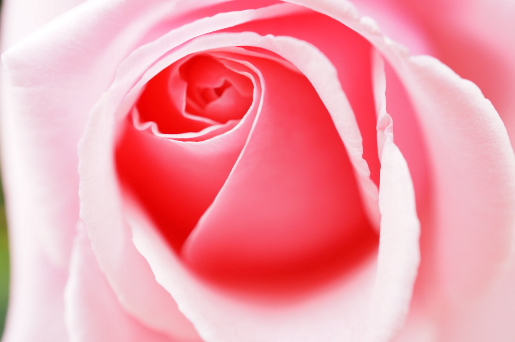 薔薇