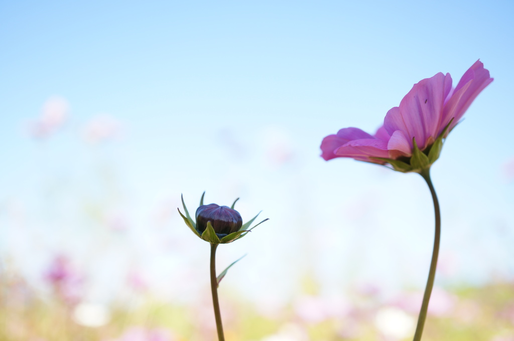 コスモスの花畑