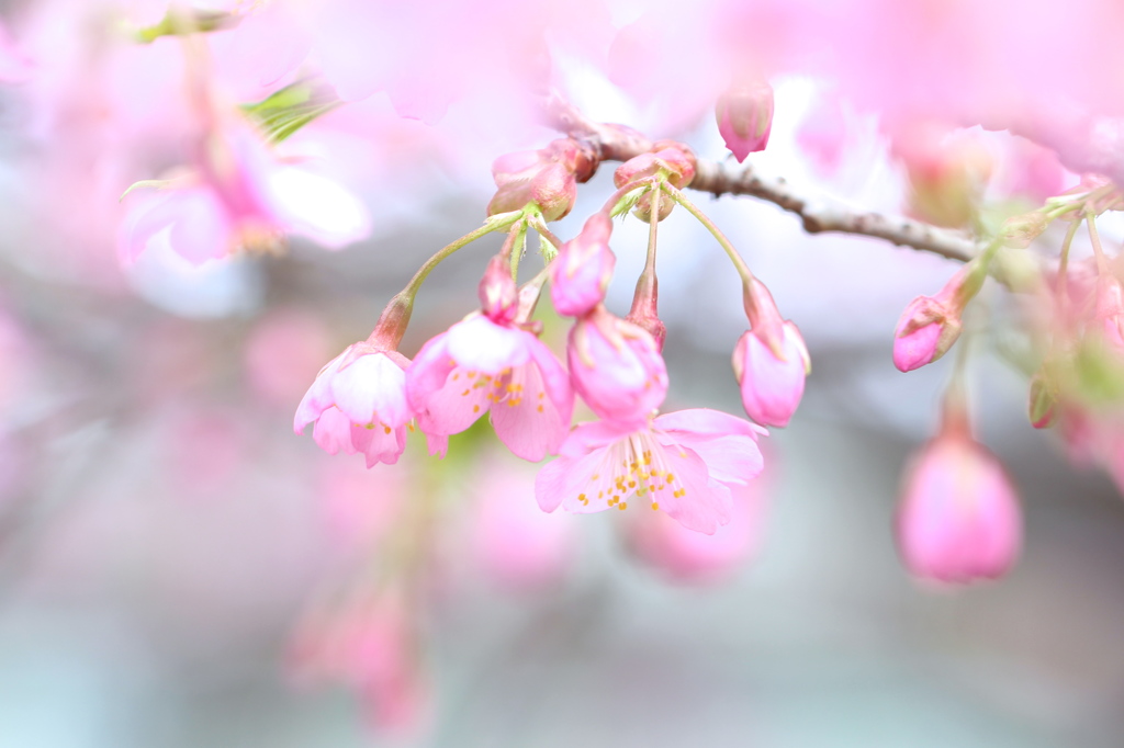 春風に揺れて