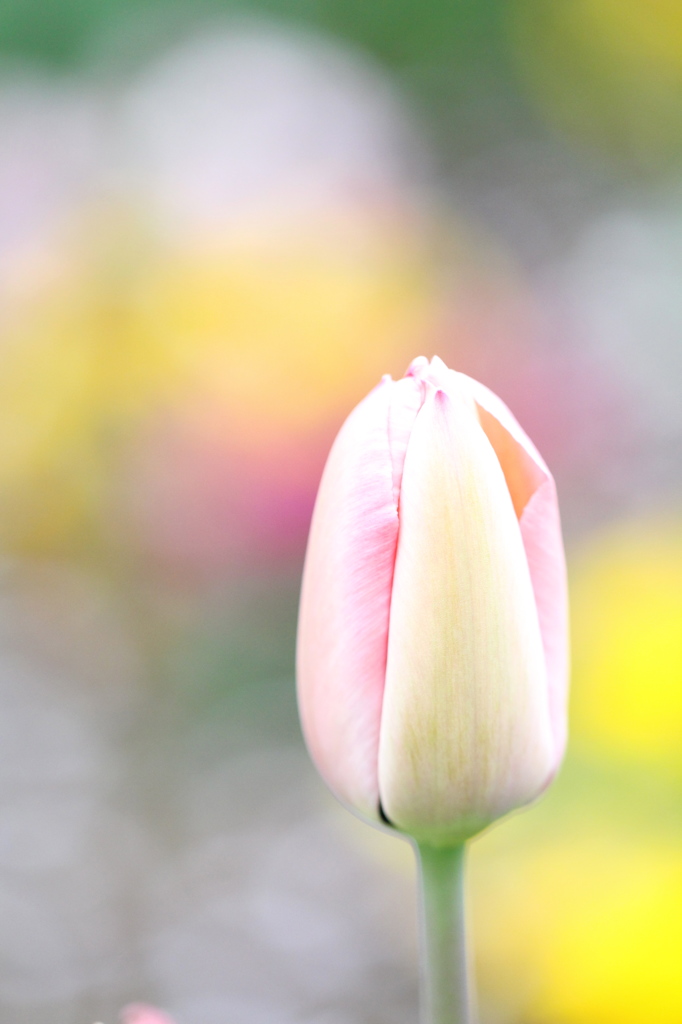 spring spring spring