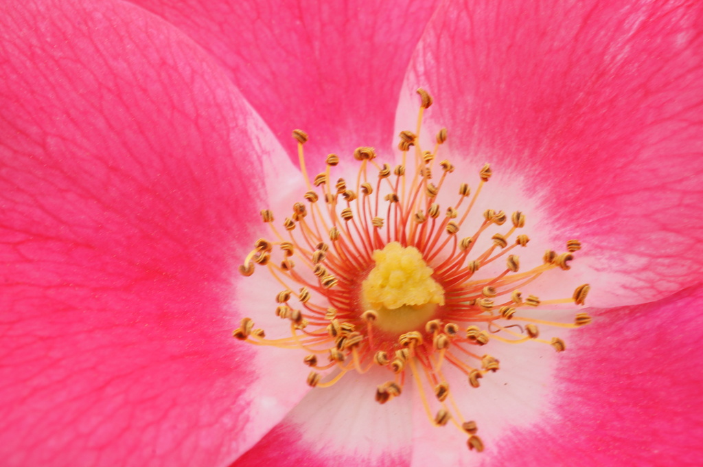 Cutie Flower