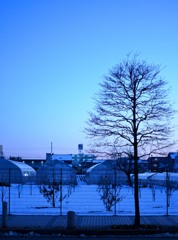 東京の雪