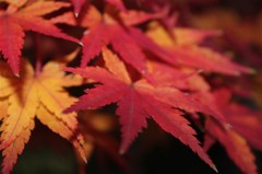紅葉