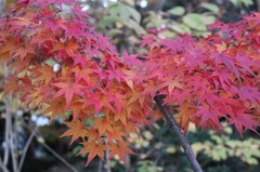 紅葉