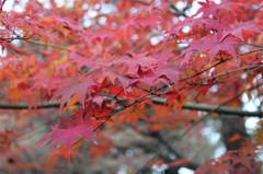 紅葉