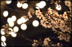 夜桜