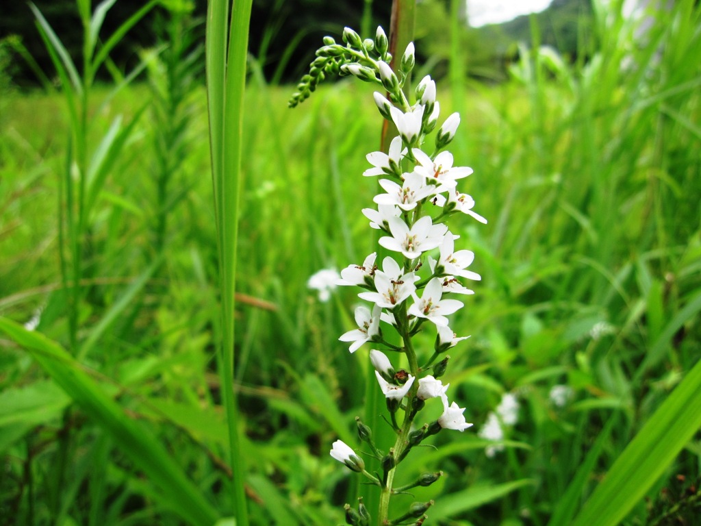 120713矢並湿地ヌマトラノオ