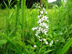 120713矢並湿地ヌマトラノオ