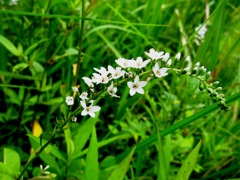 120713矢並湿地ヌマトラノオ