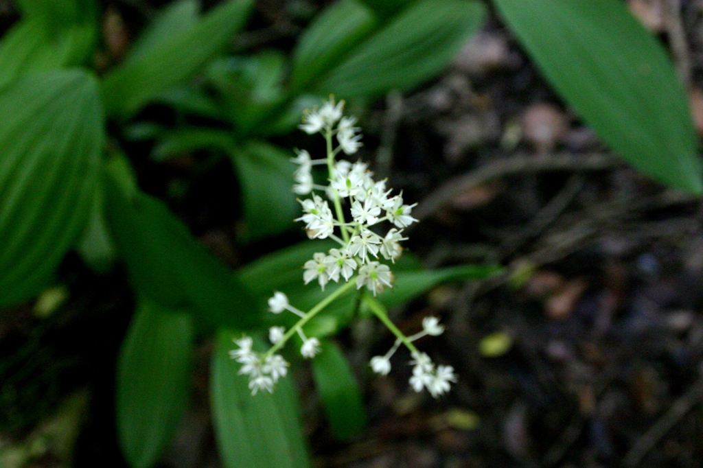 ミカワバイケイソウ