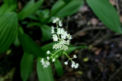 ミカワバイケイソウ