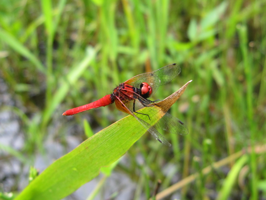 ハッチョウトンボ
