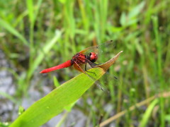ハッチョウトンボ
