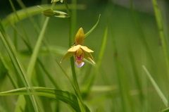 カキラン