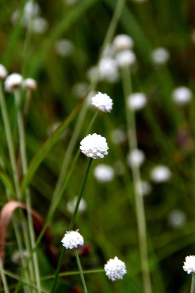 シラタマホシクサ
