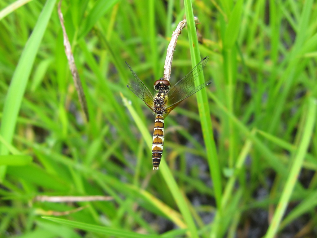 ハッチョウトンボ