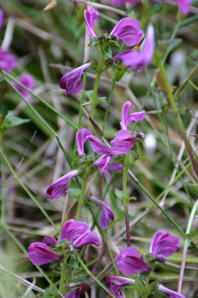 ミカワシオガマ