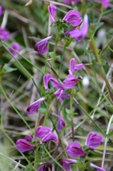 ミカワシオガマ