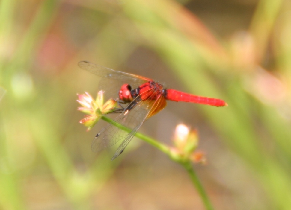 ハッチョウトンボ