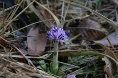 130317ショウジョウバカマ01