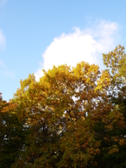 紅葉LV.1