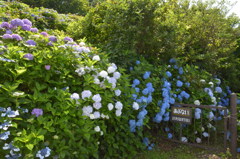 弥彦山の紫陽花2