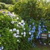 弥彦山の紫陽花2