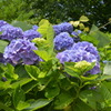 弥彦山の紫陽花
