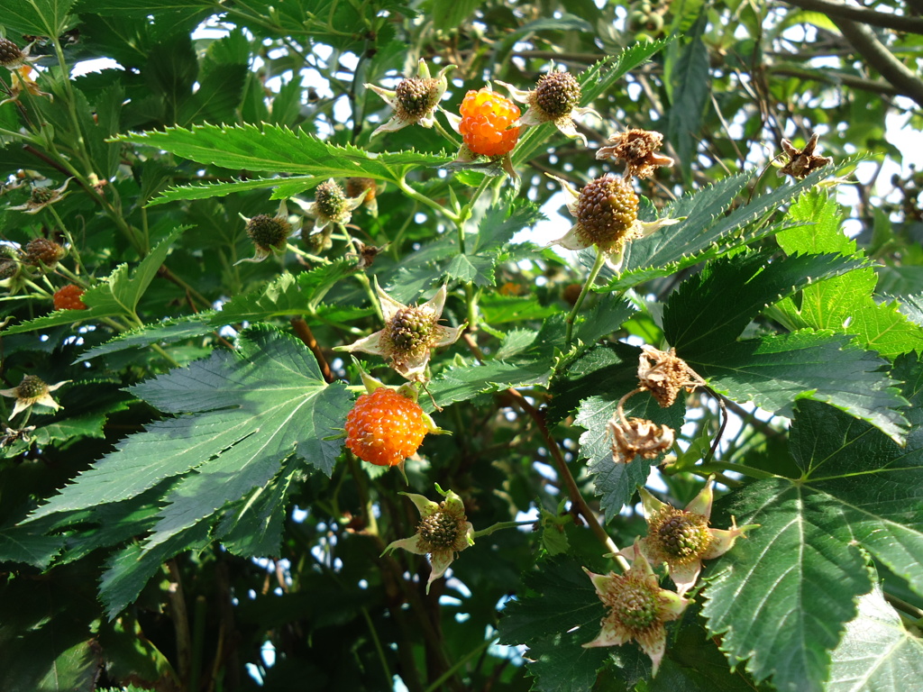 木苺